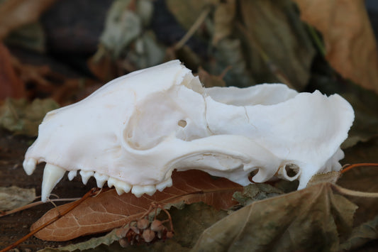 Craft Raccoon Skull