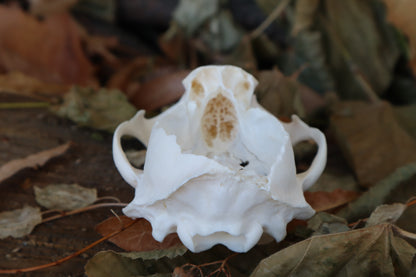 Craft Raccoon Skull