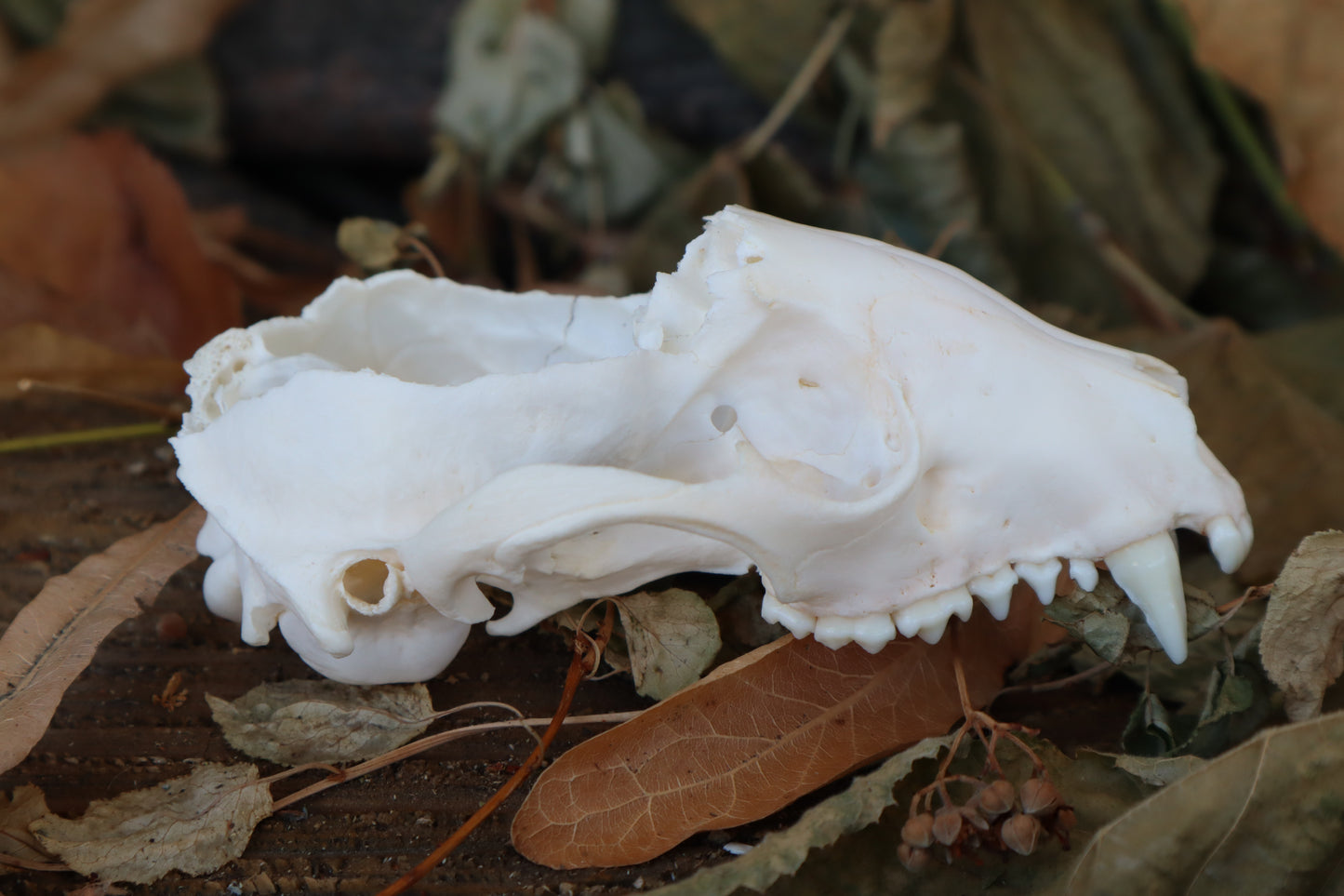 Craft Raccoon Skull