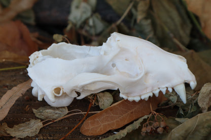 Craft Raccoon Skull