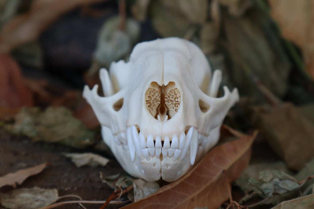 Craft Raccoon Skull
