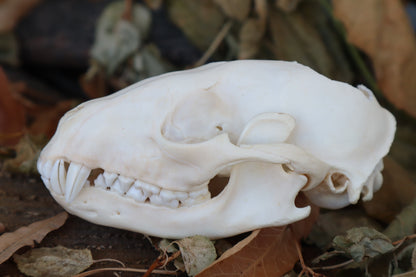 Craft Raccoon Skull