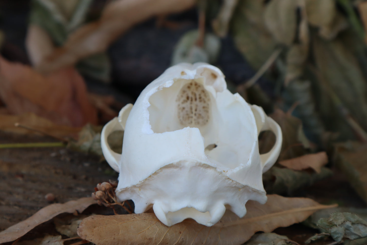 Craft Raccoon Skull