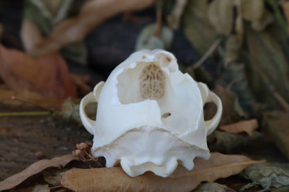 Craft Raccoon Skull