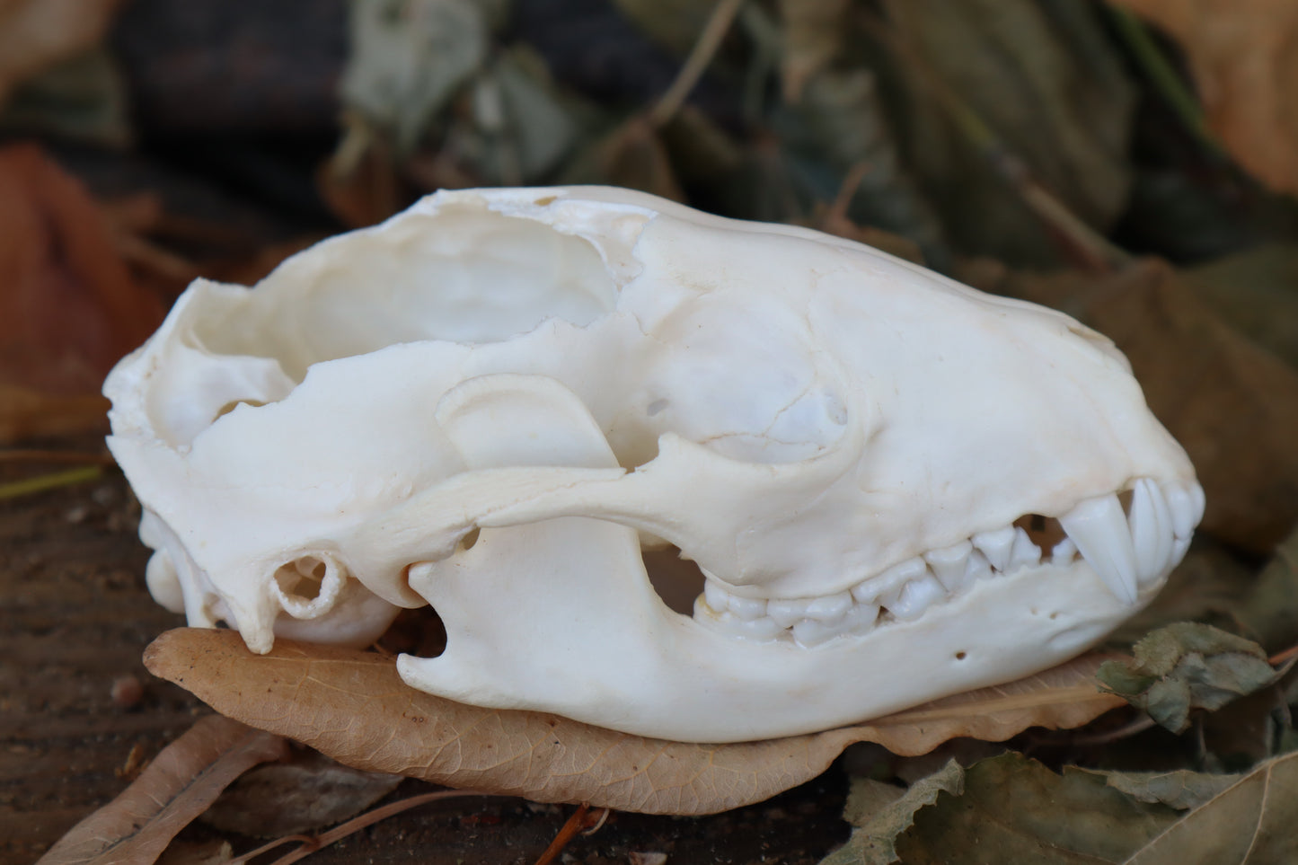 Craft Raccoon Skull