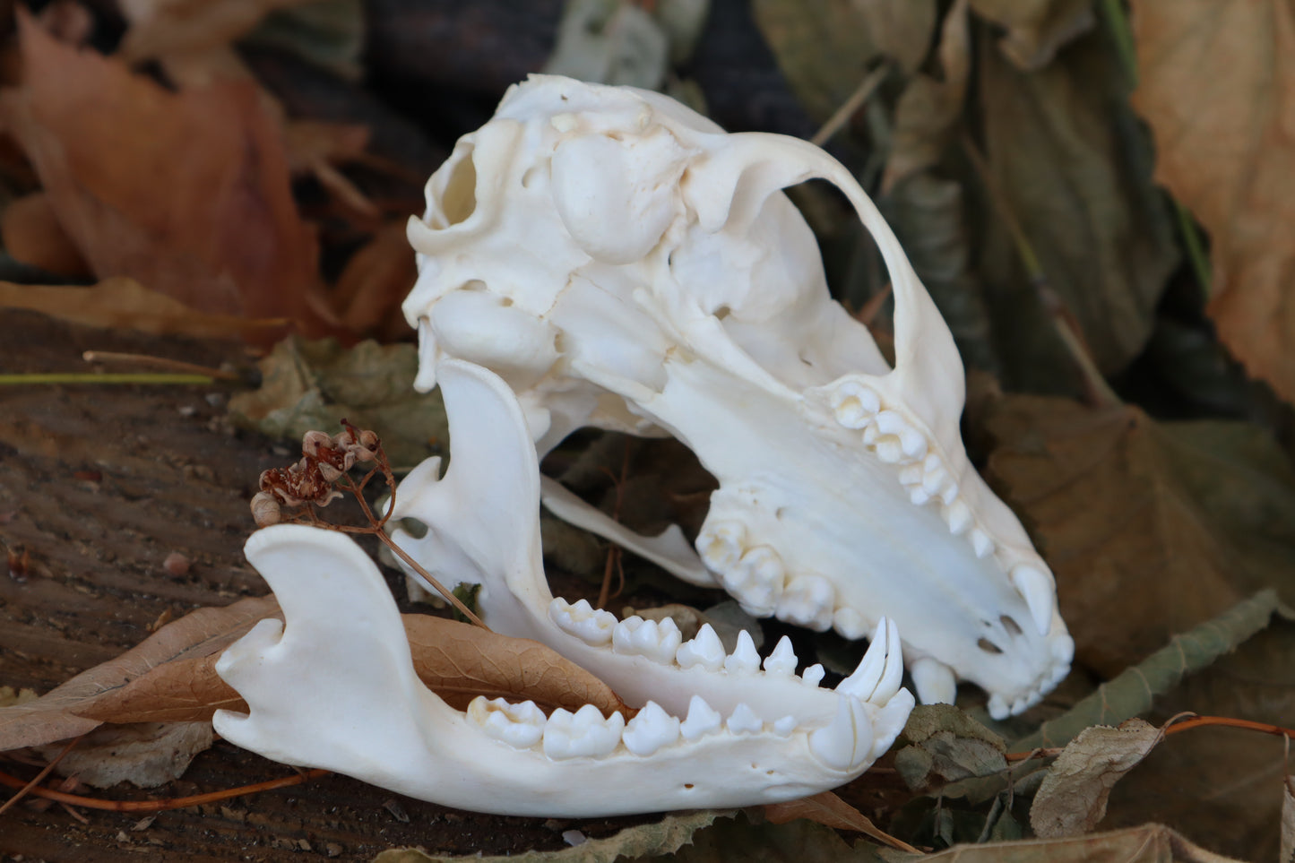 Craft Raccoon Skull