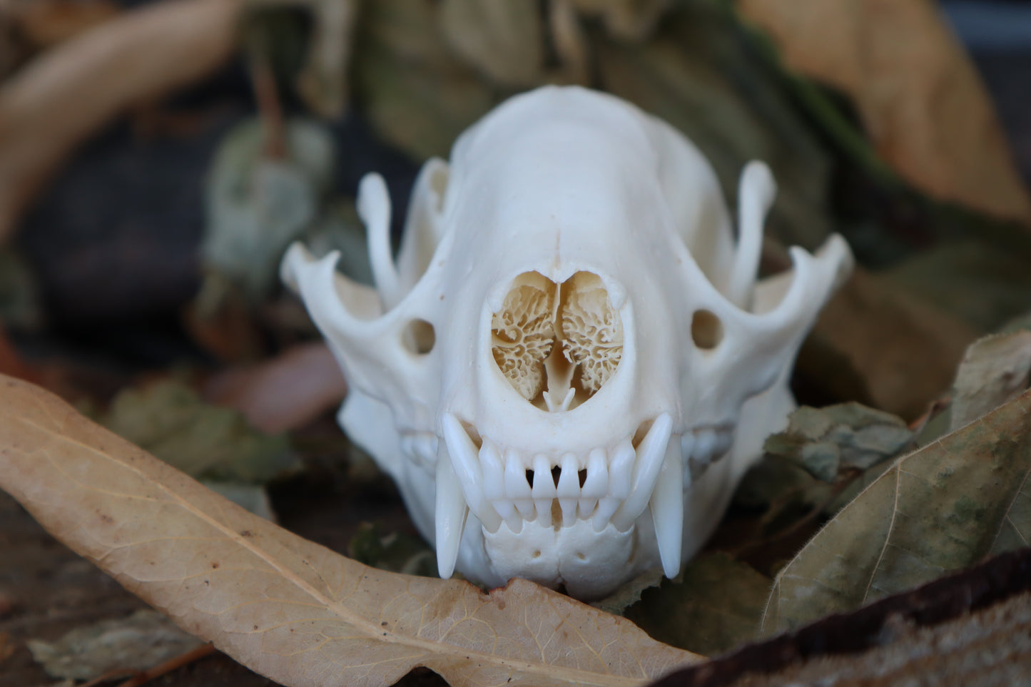 Craft Raccoon Skull