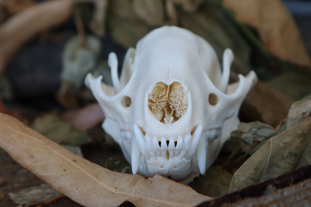 Craft Raccoon Skull