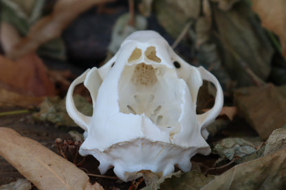Craft Raccoon Skull