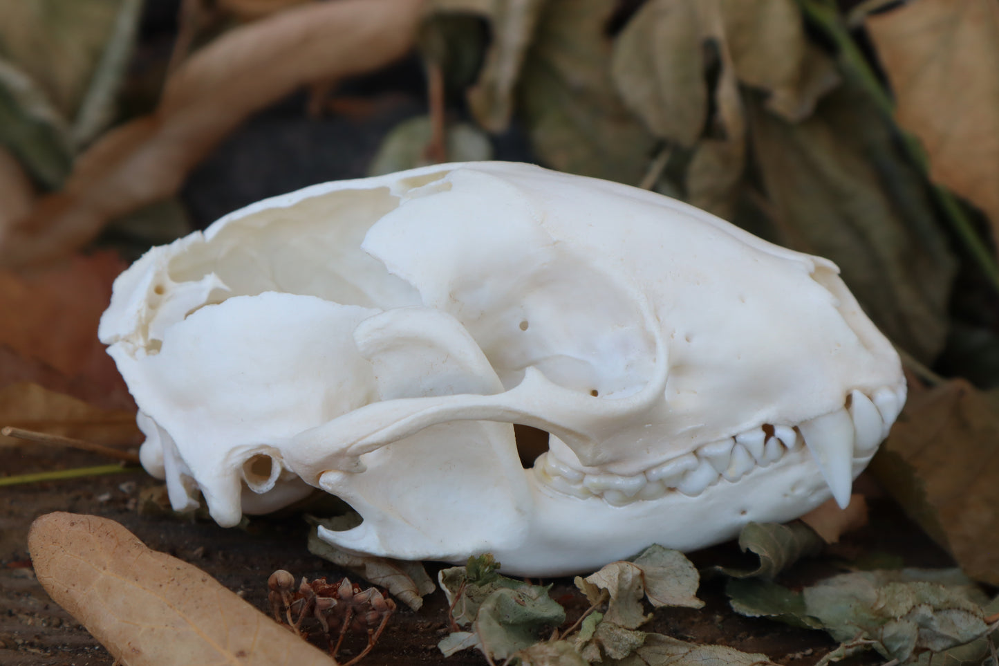 Craft Raccoon Skull