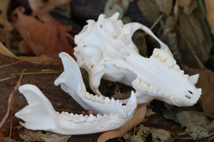 Craft Raccoon Skull