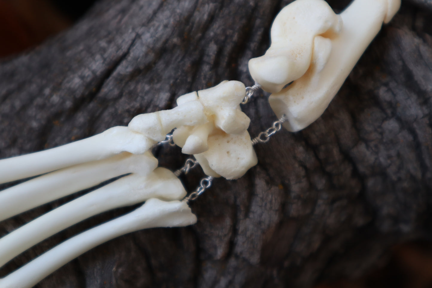 Fluid Bobcat Paw Articulation with Chalcedony “Claws”