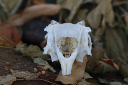 Craft Jack Rabbit Skull