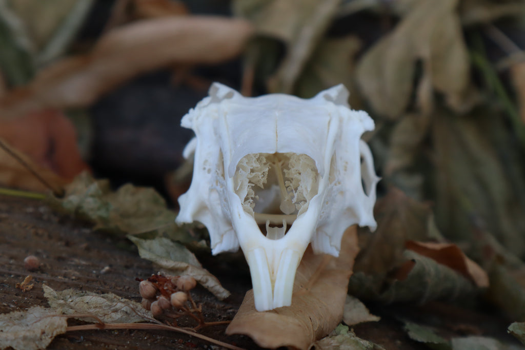 Craft Jack Rabbit Skull