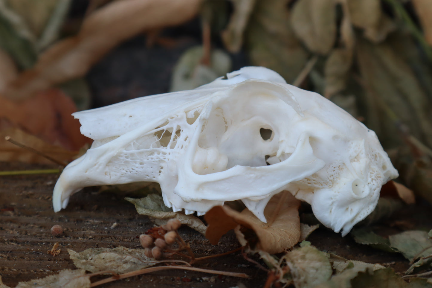 Craft Jack Rabbit Skull