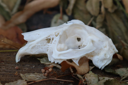 Craft Jack Rabbit Skull