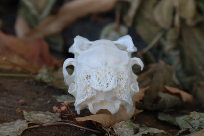 Craft Jack Rabbit Skull