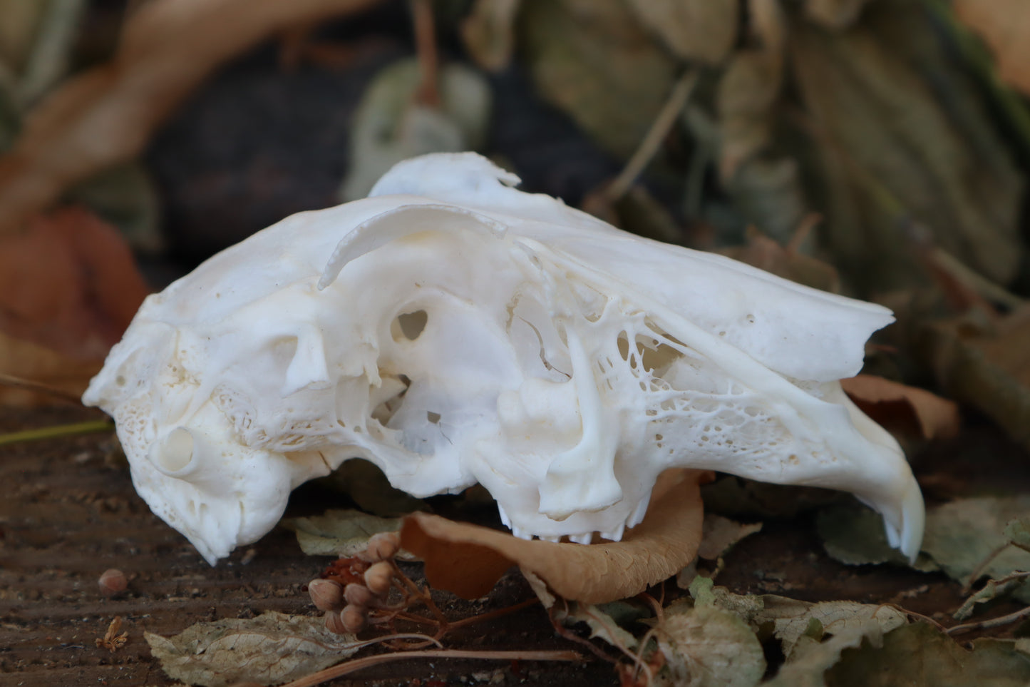Craft Jack Rabbit Skull