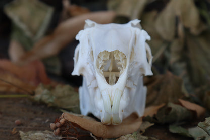 Jack Rabbit Skull