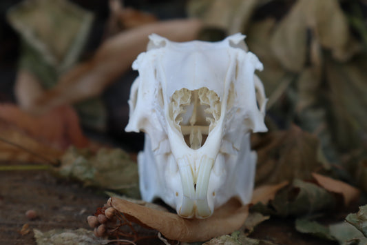 Jack Rabbit Skull