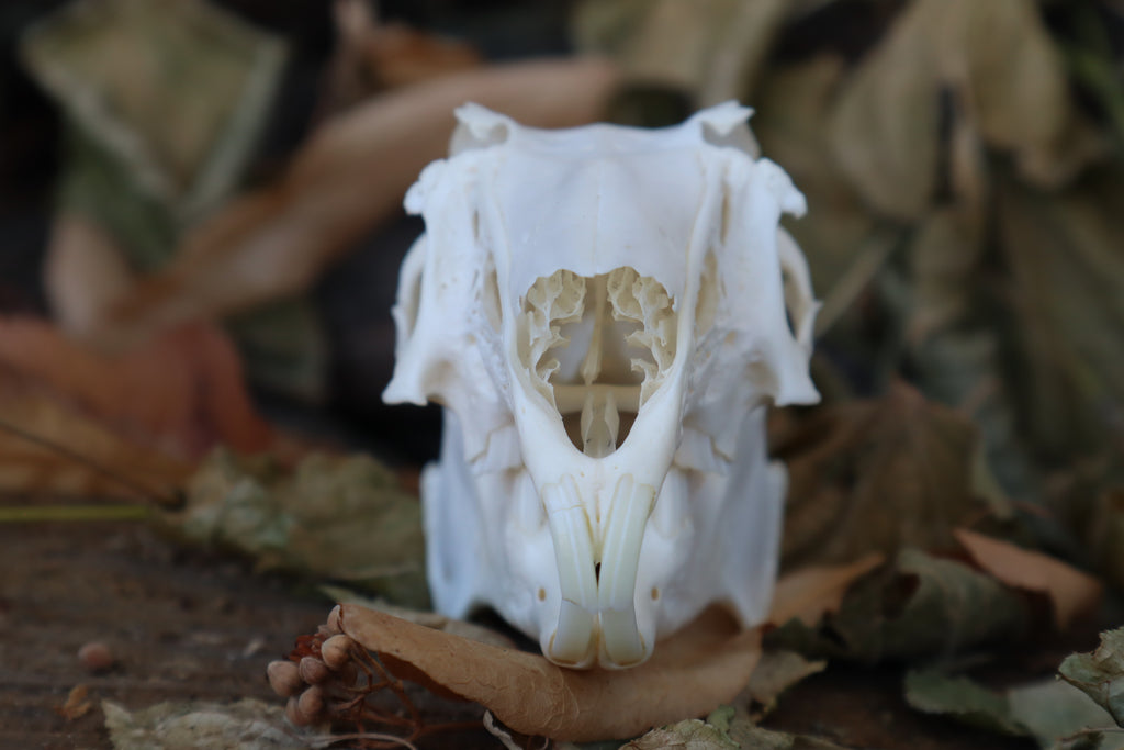 Jack Rabbit Skull