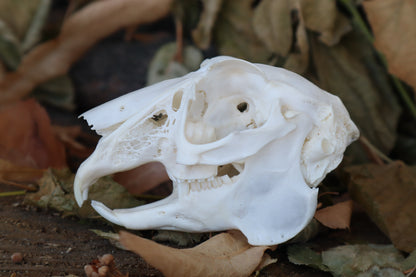 Jack Rabbit Skull