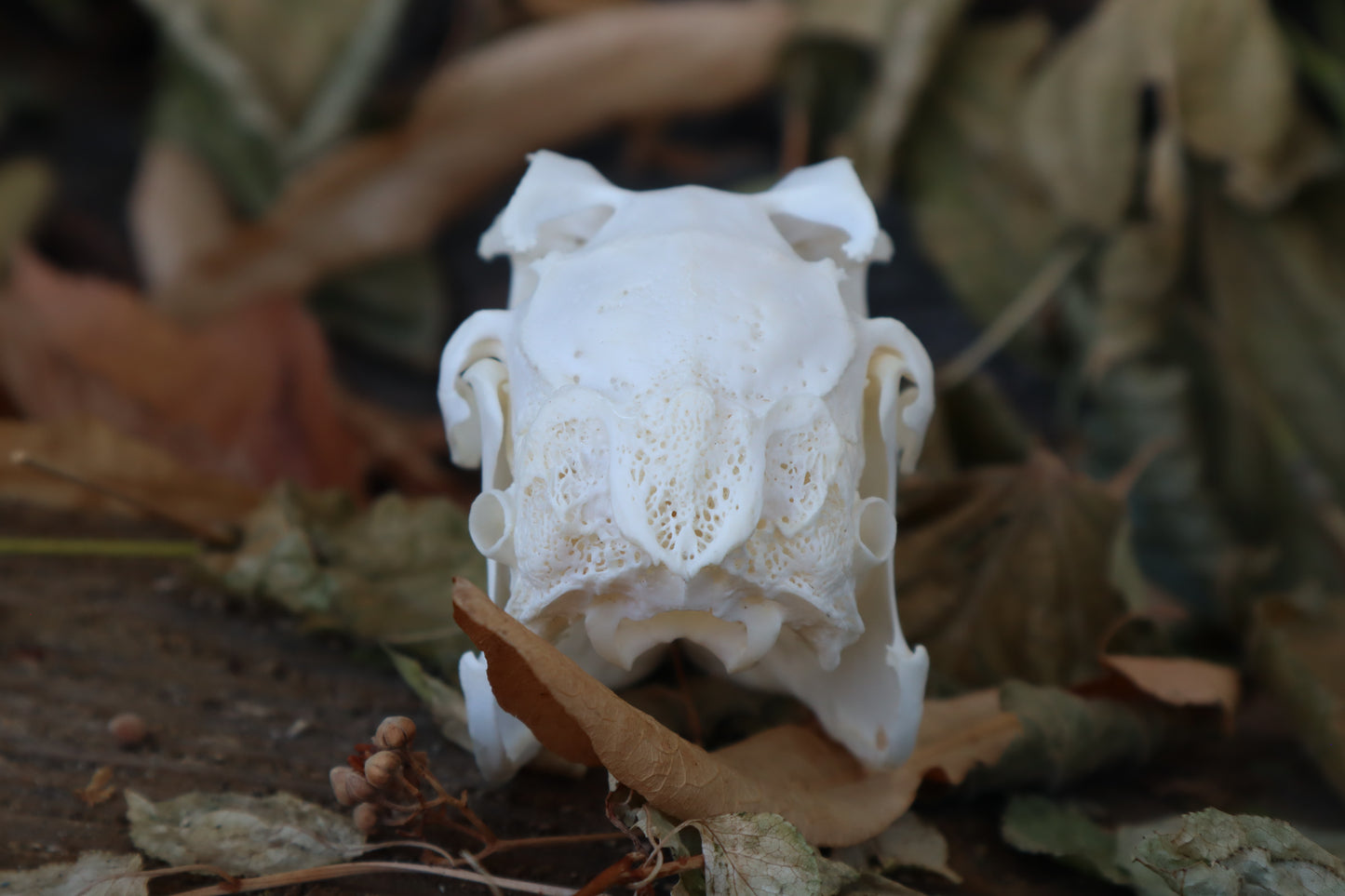 Jack Rabbit Skull