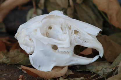 Jack Rabbit Skull