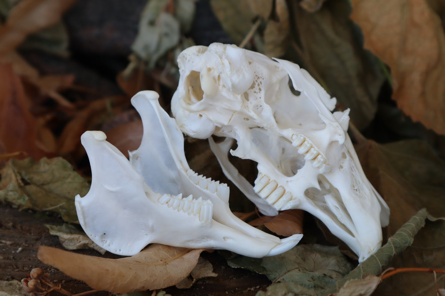 Jack Rabbit Skull