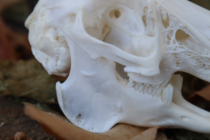 Jack Rabbit Skull