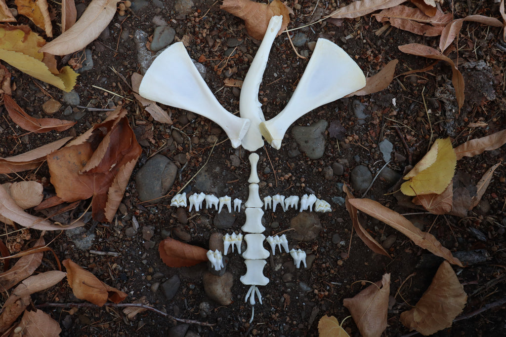 Whitetail Fawn Bone Lot