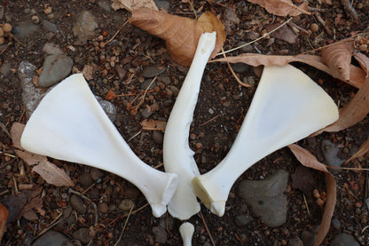 Whitetail Fawn Bone Lot