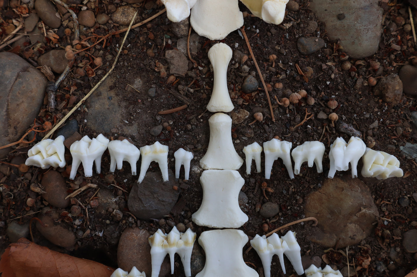 Whitetail Fawn Bone Lot