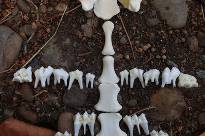 Whitetail Fawn Bone Lot