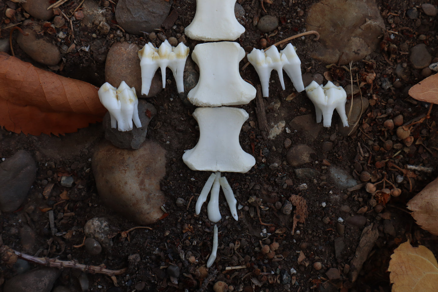 Whitetail Fawn Bone Lot