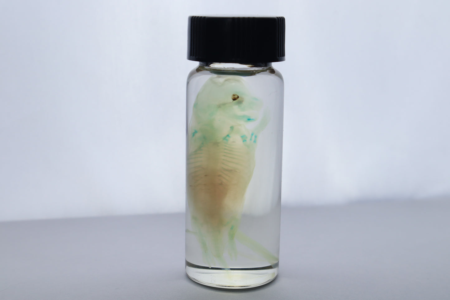 Diaphonized Fetal Beaver
