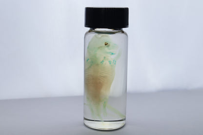 Diaphonized Fetal Beaver