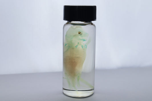 Diaphonized Fetal Beaver