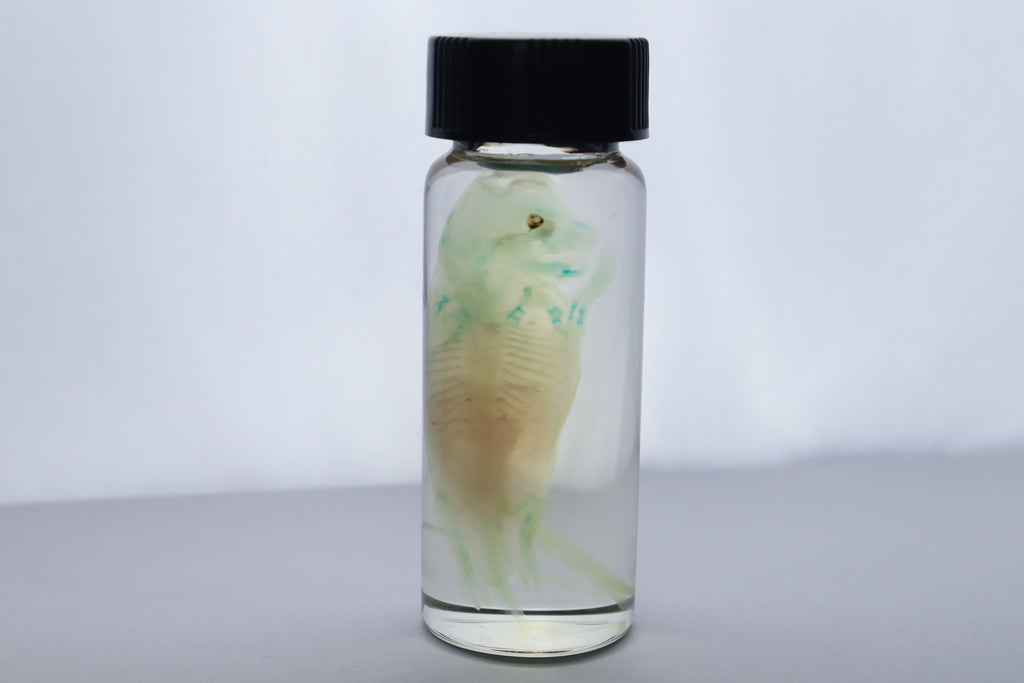 Diaphonized Fetal Beaver