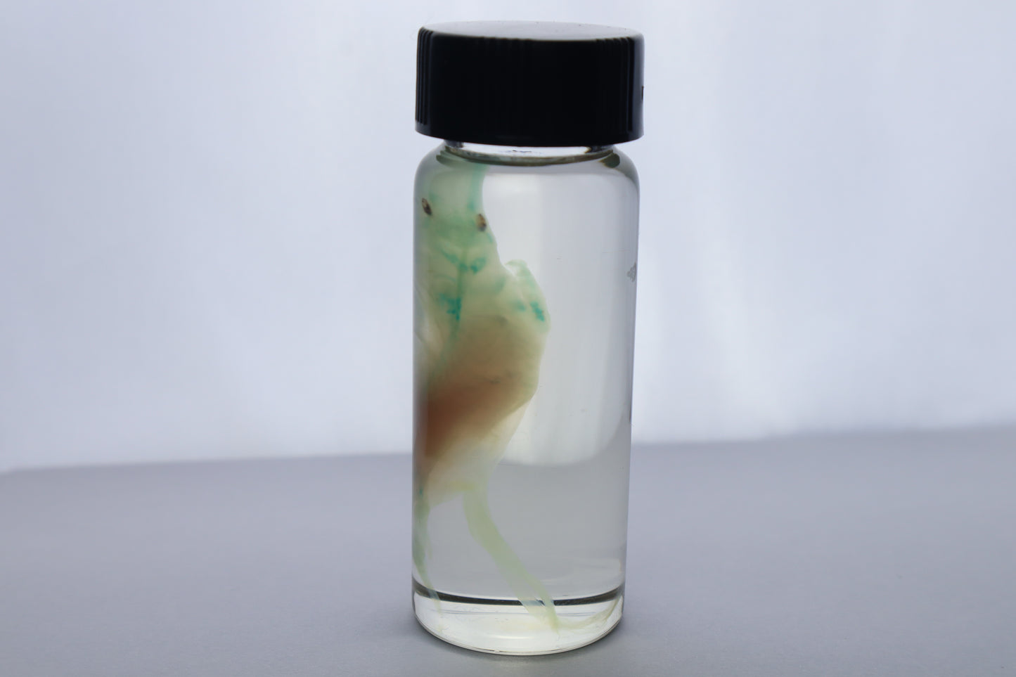 Diaphonized Fetal Beaver