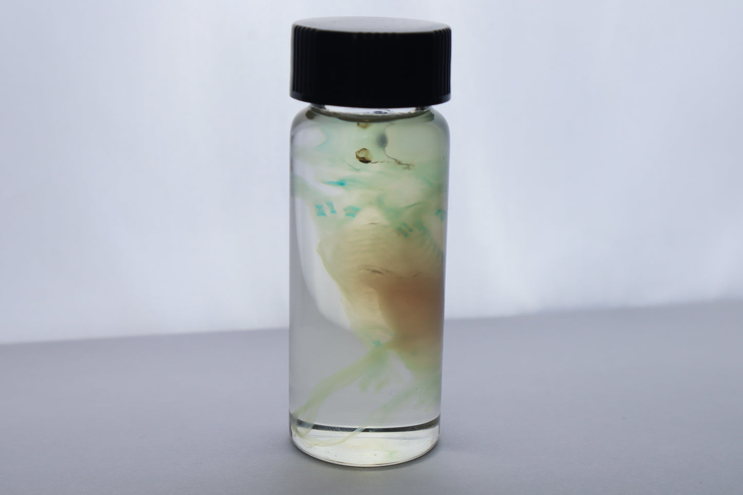 Diaphonized Fetal Beaver