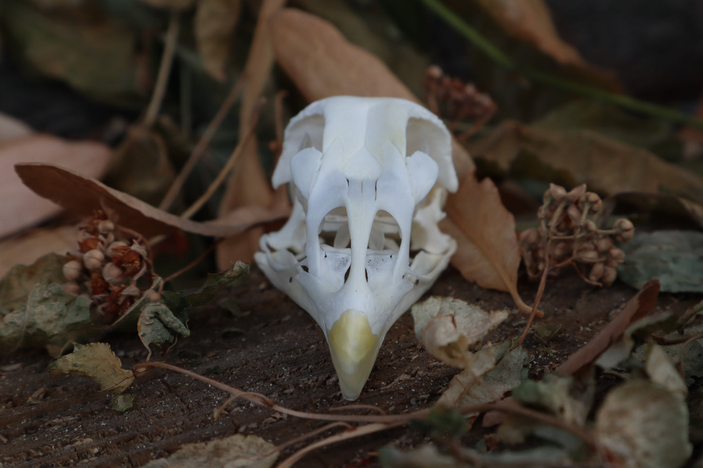 Chicken Skull with Sclerotic Rings