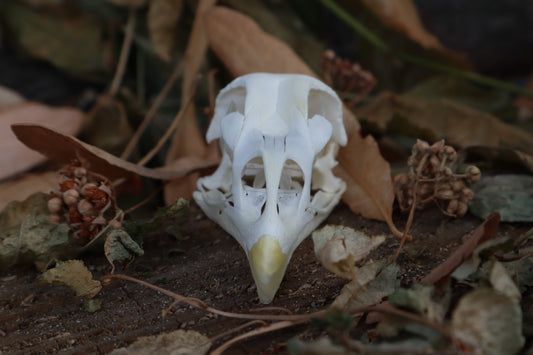 Chicken Skull with Sclerotic Rings