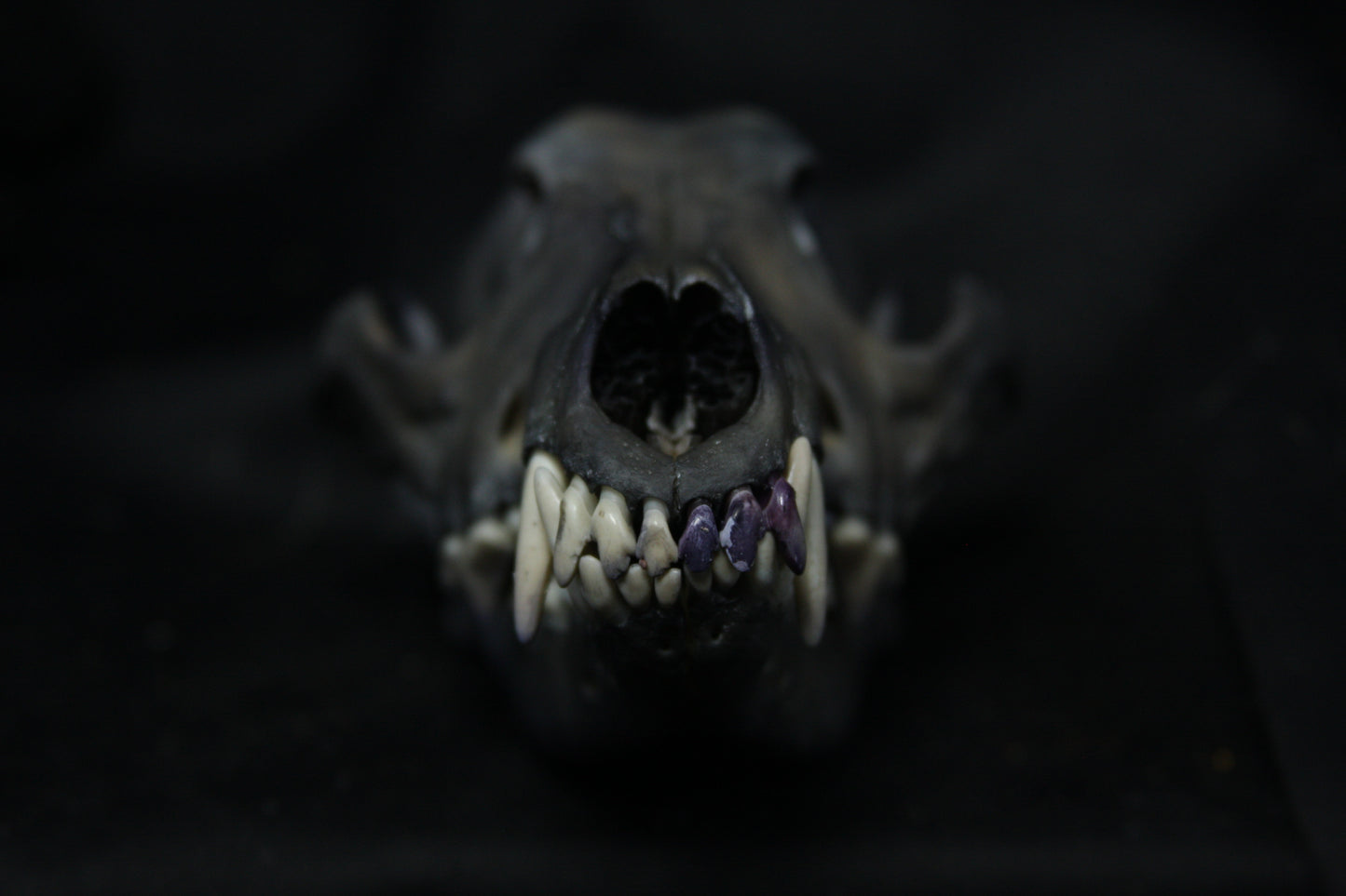 Harmony Stained Coyote Skull