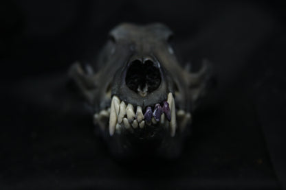 Harmony Stained Coyote Skull