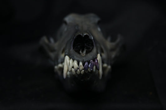 Harmony Stained Coyote Skull
