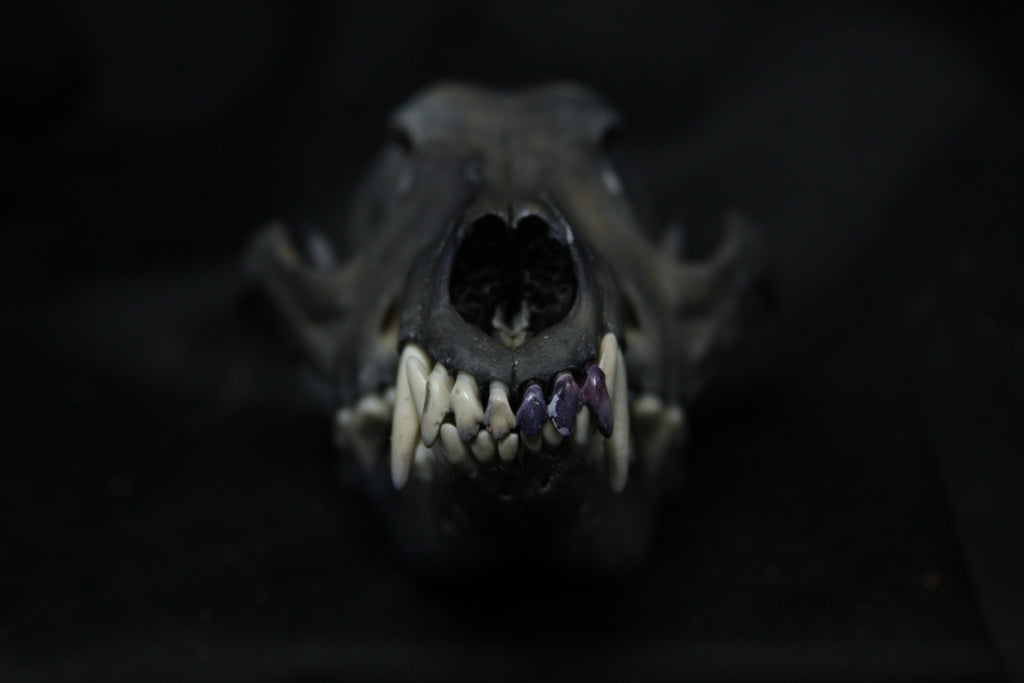 Harmony Stained Coyote Skull