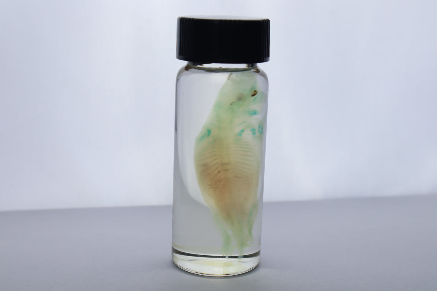Diaphonized Fetal Beaver