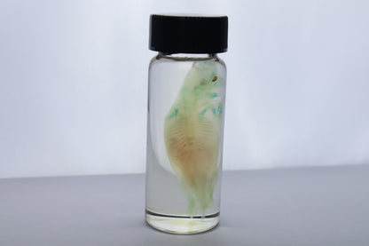 Diaphonized Fetal Beaver