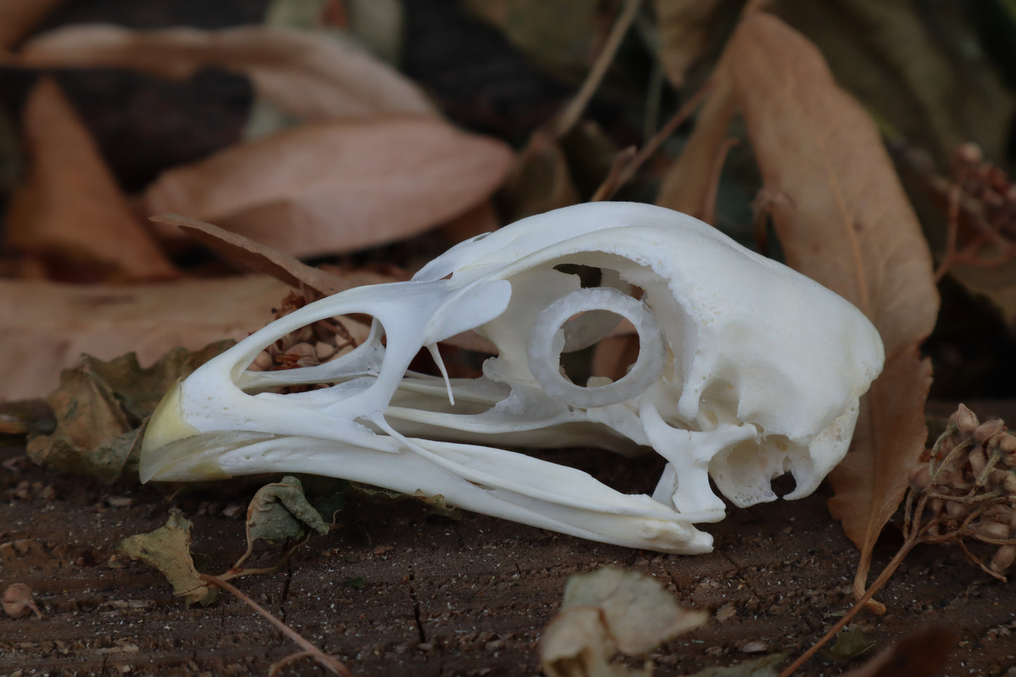 Chicken Skull with Sclerotic Rings